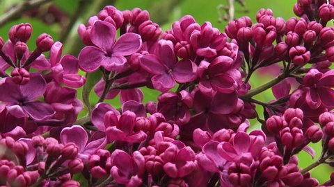 Andenken Ludwig Spaeth Stock Video Footage 4k And Hd Video Clips Shutterstock