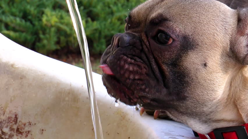 154 Dog Drinking From A Water Fountain Stock Video Footage - 4K and HD  Video Clips | Shutterstock