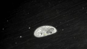 Full HD. Original video of tiny single celled infusoria under microscope 