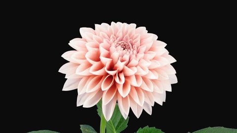 Time-lapse of opening pink dahlia 7a1 in PNG+ format with alpha transparency channel isolated on black background
