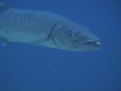 barracuda Underwater video Egypt red sea