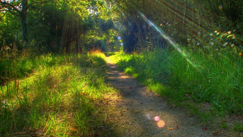 Sunset beams through trees on forest path, HD motorized time lapse clip, high