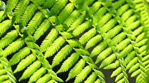 Green fern in a tropical climate