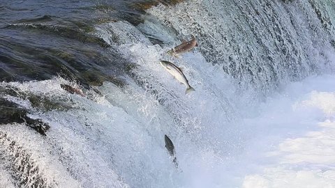 Spawning salmon jumping over Brooks falls at Katmai national park Alaska
