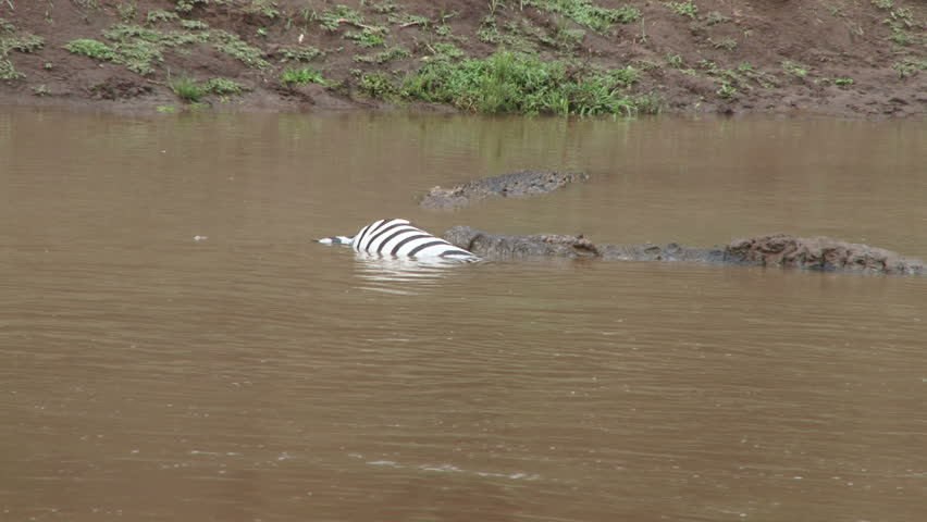 dead wildebeest float in the river