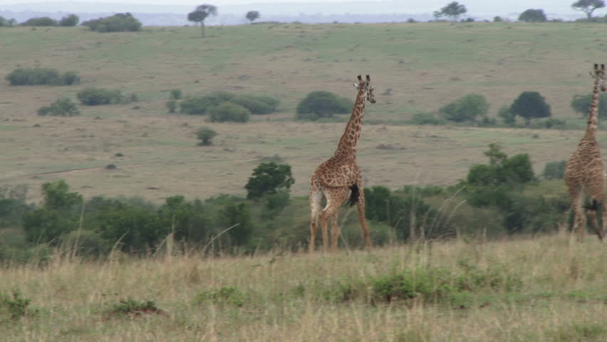 giraffe chased away by a lion.
