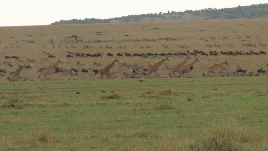 giraffes and wildebeests migrating to different directions.1
