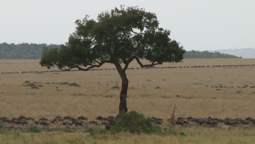 giraffes and wildebeests migrating to different directions.2

