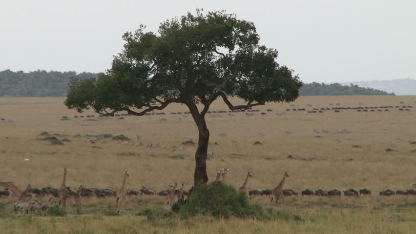giraffes and wildebeests migrating to different directions.3

