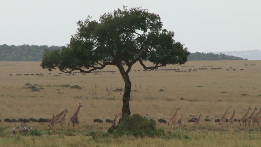 giraffes and wildebeests migrating to different directions.4
