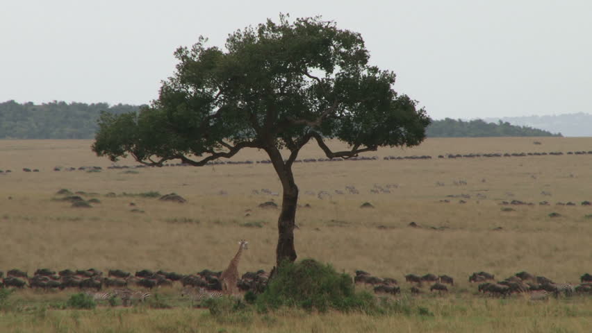 giraffes and wildebeests under a tree
