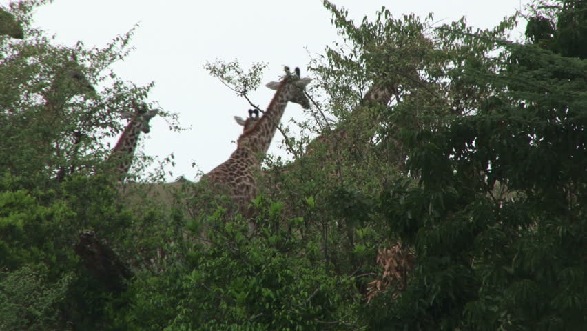 giraffes on the banks of the river.
