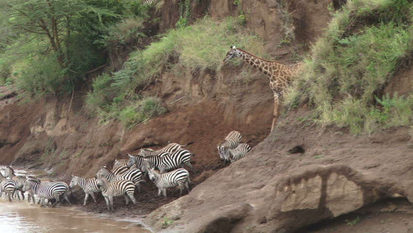 giraffes trying to cross river with zebras.
