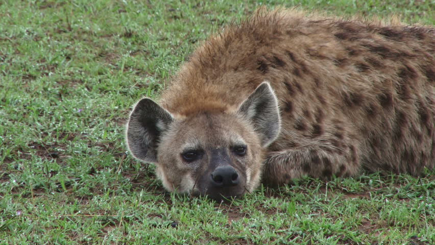 hyena listening to sounds while sleeping.
