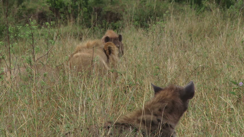hyena passes by a lion eating 1
