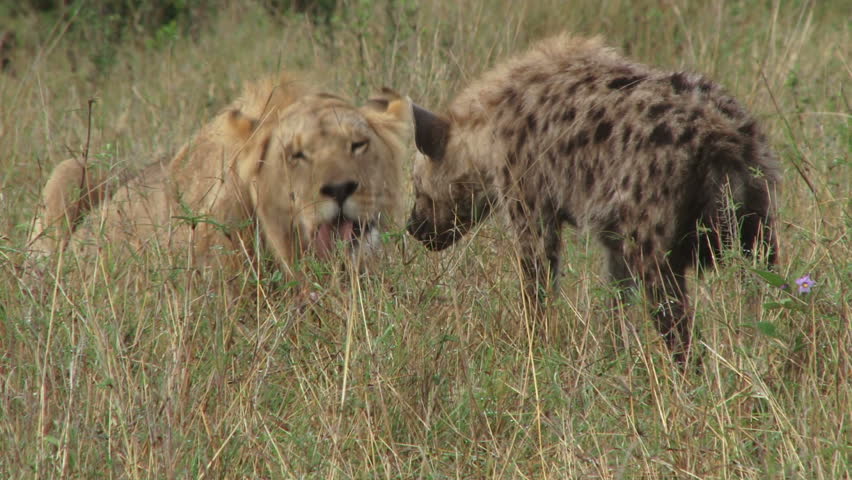 hyena watching closely a lion eating 1
