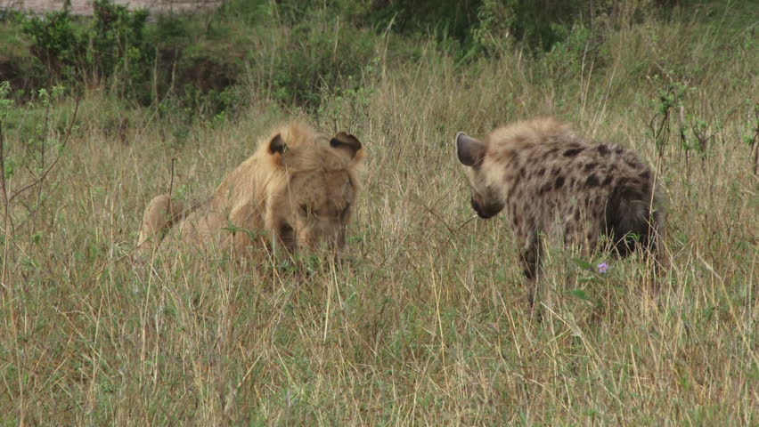 hyena watching closely a lion eating.
