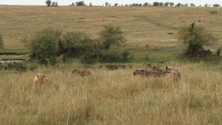 hyenas watching a lion eating 3.
