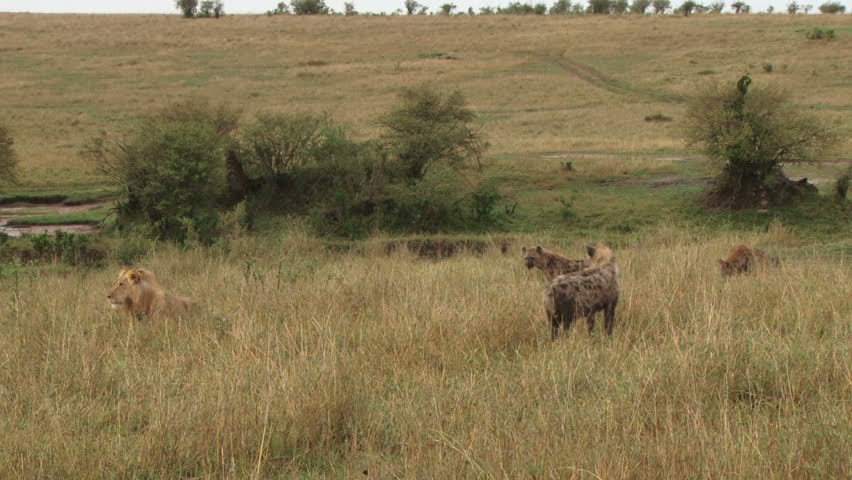 hyenas watching a lion eating 2
