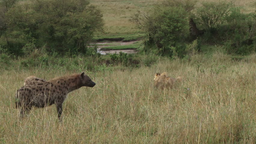 hyenas watching a lion eating 5
