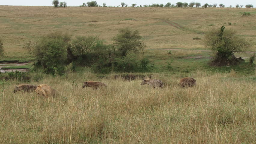 hyenas watching a lion eating 4.
