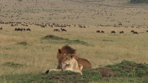 lion couple resting with wildebeests at the background
