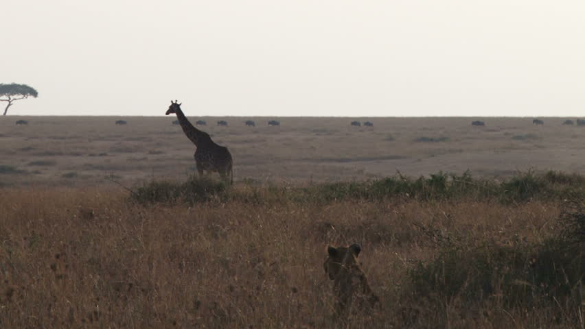 lioness and cubs ignore giraffes passing by.
