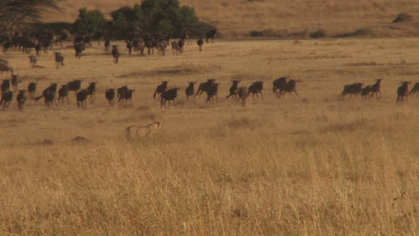 lion hunting wildebeests
