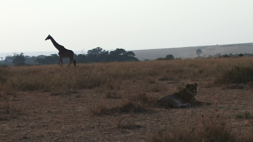lioness rests as a giraffe passes by
