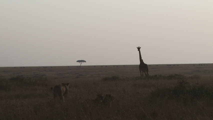 lions next to giraffes.
