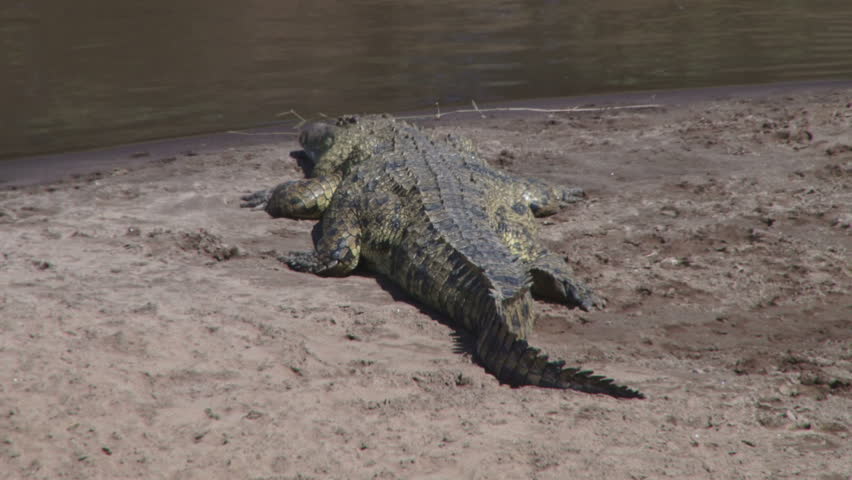 nile crocodile resting on the banks of mara river.
