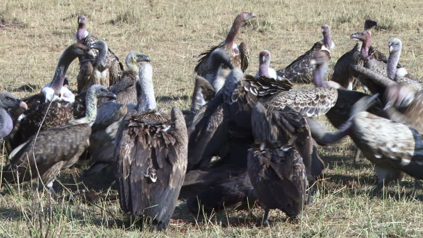 vultures on a kill in mara.
