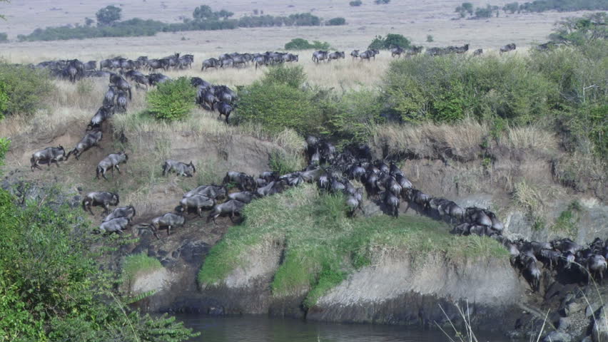 wildebeests crossing mara river on a steep bank.
