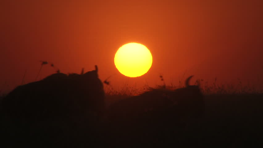 wildebeests and sunrise
