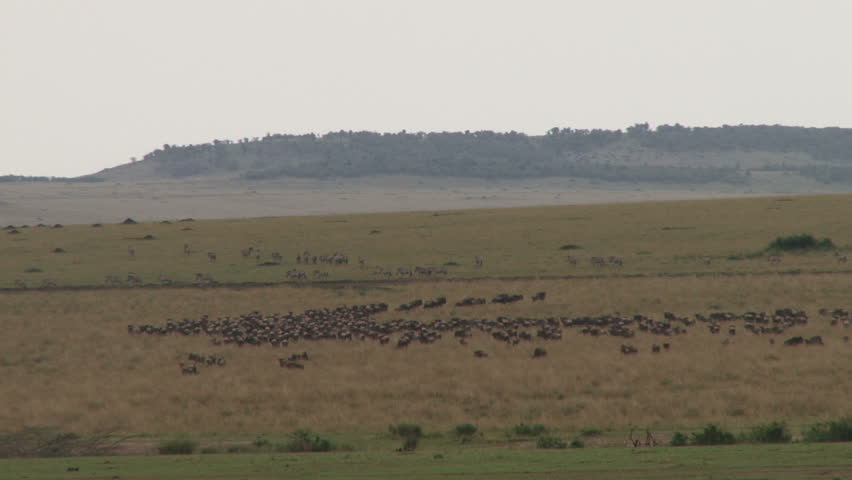 wildebeests on the run.
