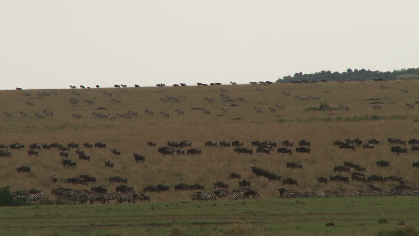 wildebeests migration on the move.
