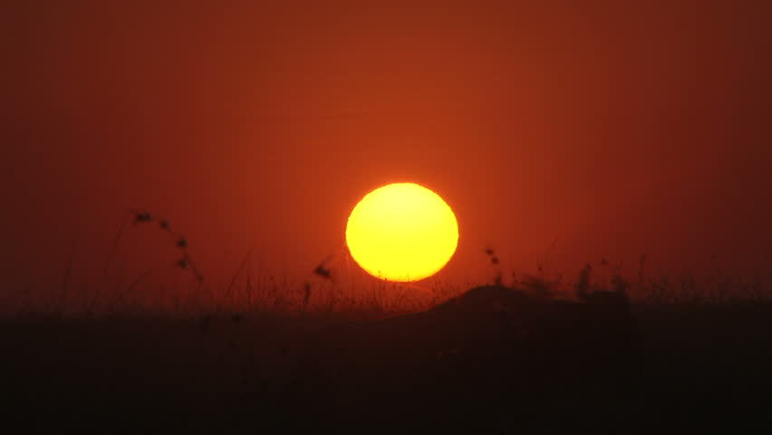 wildebeests migration with the sunrise.
