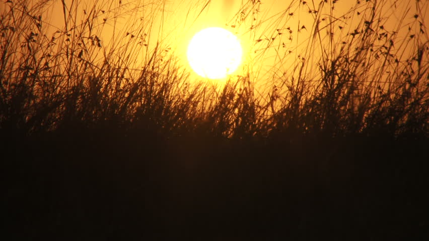 wildebeests seen through tall grass and sunrise.
