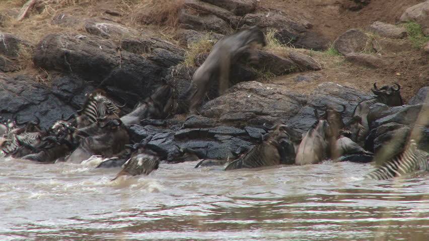 wildebeests stampede on a rocky bank of river mara -
