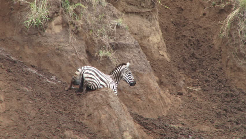 zebra takes a rest after crossing
