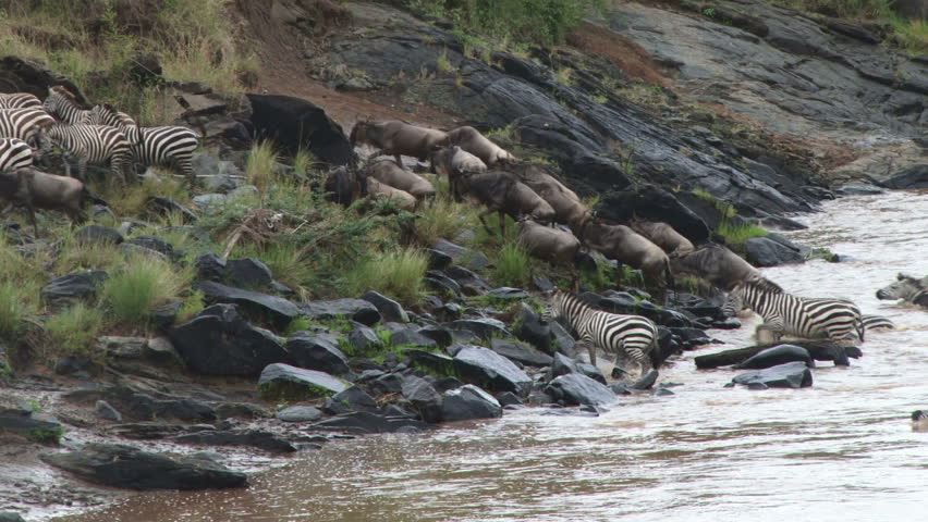 zebras and wildebeests crossing river 1
