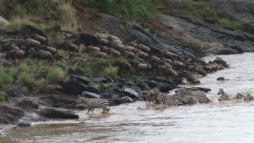 zebras and wildebeests coming out of a river
