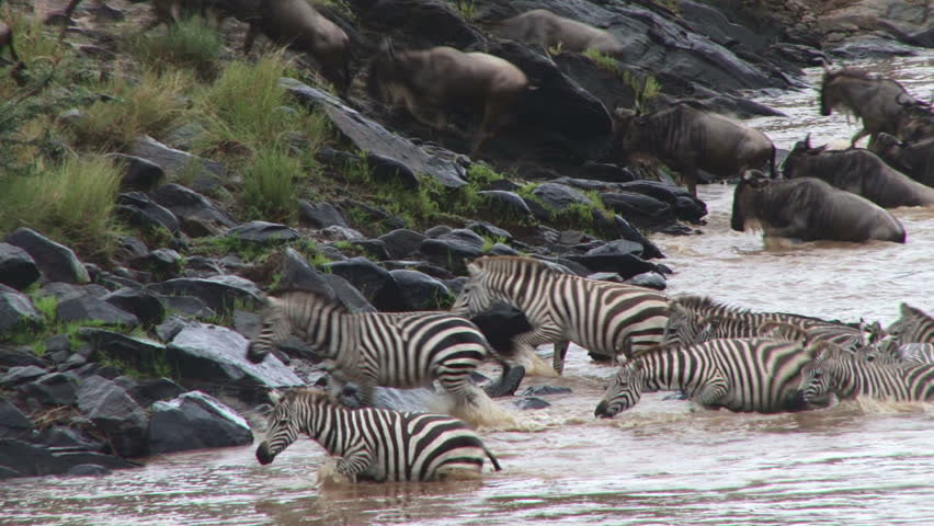 zebras and wildebeests crossing river 2.
