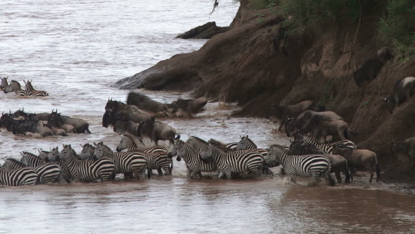 zebras and wildebeests crossing river.
