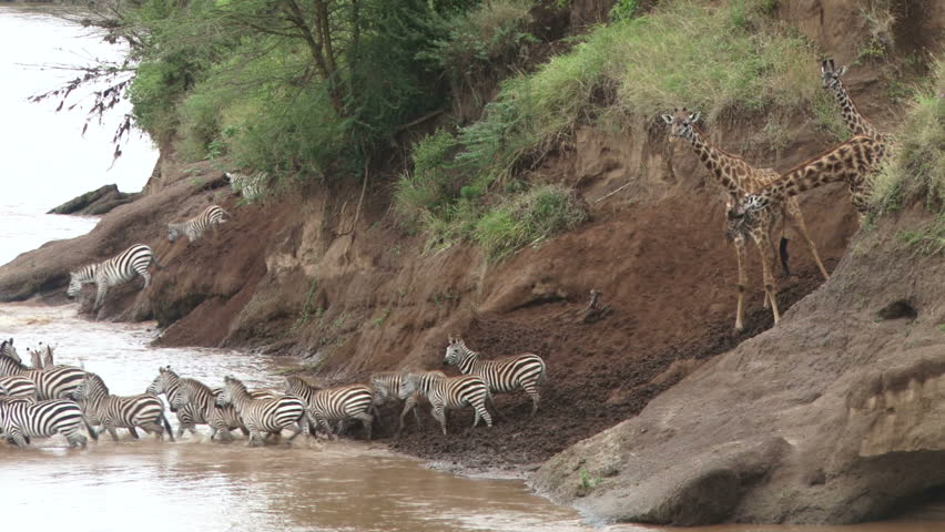 zebras and wildebeests crossing river 3
