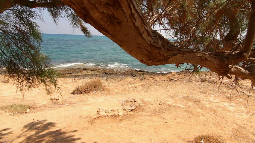 Beautiful tree growing near the sea