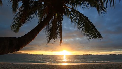 Palm on sunset