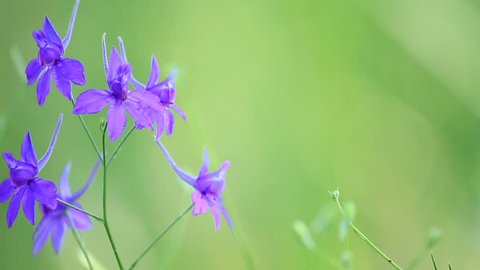 Blooming Flowers Time Lapse, Cosmos Stock Footage Video (8