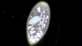 Full HD. Original video of infusoria with blue nucleus under microscope (darkfield microscopy)