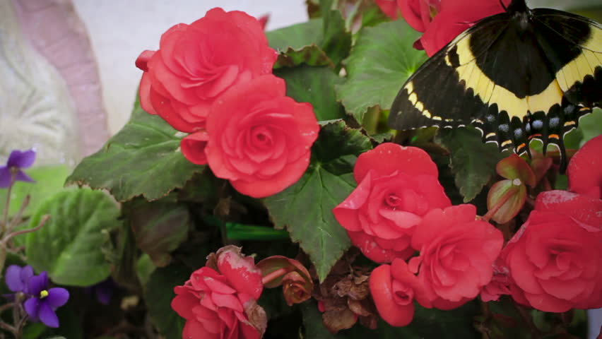 Black butterfly stands in red flowerpot 